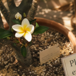 Fleurs frangipanier Plumeria en pot, fleur blanche à cœur jaune