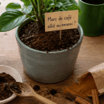 marc de café plante moucheron sur terreau pots