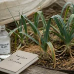 Vinaigre contre le ver du poireau : pulvérisateur sur poireaux