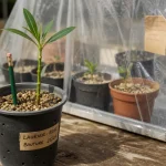 Bouture de laurier comment faire : tige 15–20 cm en pot de bouturage