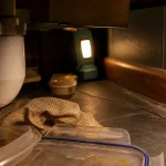Cafard dans la maison : humidité et nourriture accessibles sous l’évier