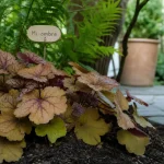 Les plus belles heuchères en mi-ombre : caramel, pourpre et vert citron