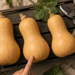 Quand cueillir les butternut : butternut mûres, test de fermeté pour conservation optimale