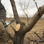 Quand tailler amandier en février : coupe nette sur amandier en repos