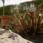 Quand tailler le lilas des indes : branches raccourcies et bourgeons