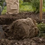 Quand transplanter un laurier rose en pleine terre : motte et trou de plantation au printemps