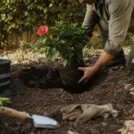 Quand planter un hibiscus en pleine terre : pot et motte en sol, sans risque de gel