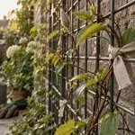 Treillis plantes grimpantes rigide fixé à un mur, clématite qui s’enroule